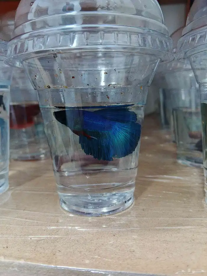 ذكور فايتر هاف مون بسعر 6 ريال فقط 8