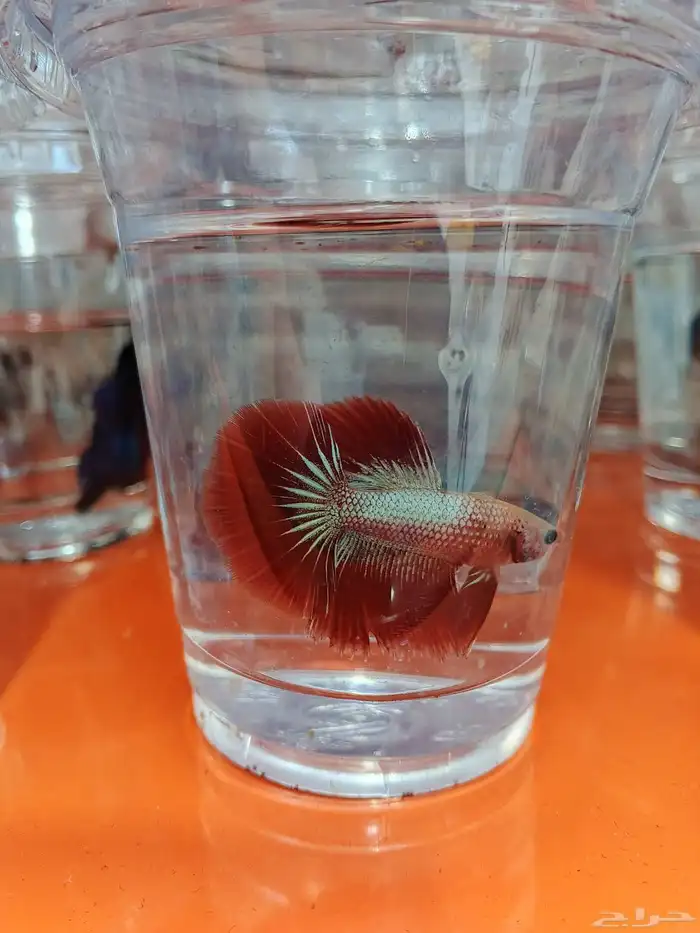 ذكور فايتر هاف مون بسعر 6 ريال فقط 1