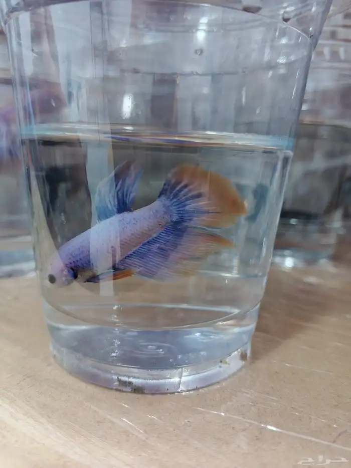 ذكور فايتر هاف مون بسعر 6 ريال فقط 2