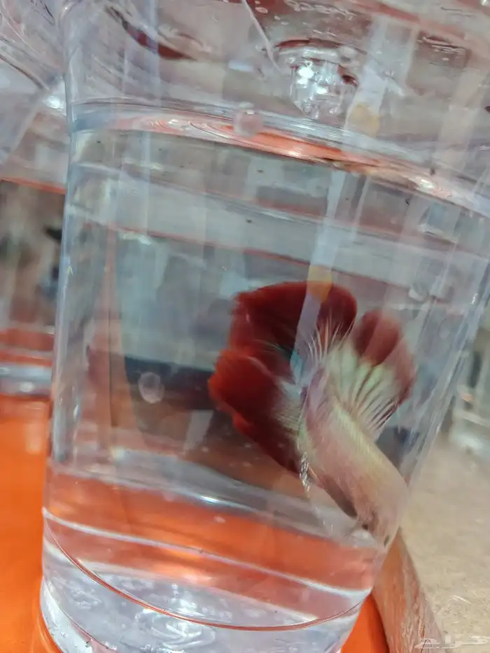 ذكور فايتر هاف مون بسعر 6 ريال فقط 0