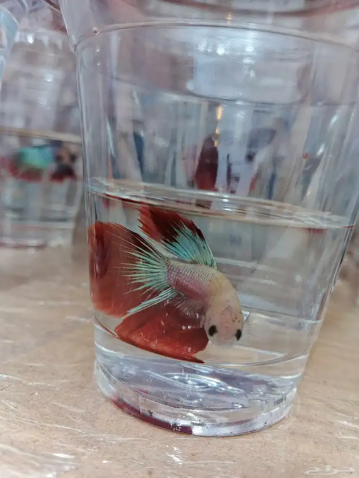 ذكور فايتر هاف مون بسعر 6 ريال فقط 5