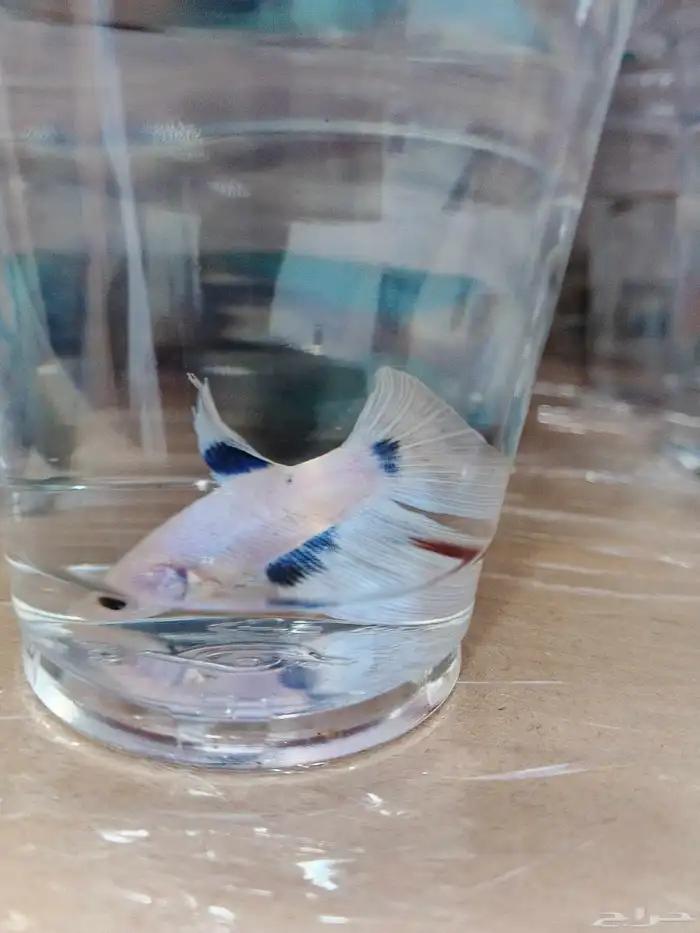 ذكور فايتر هاف مون بسعر 6 ريال فقط 6