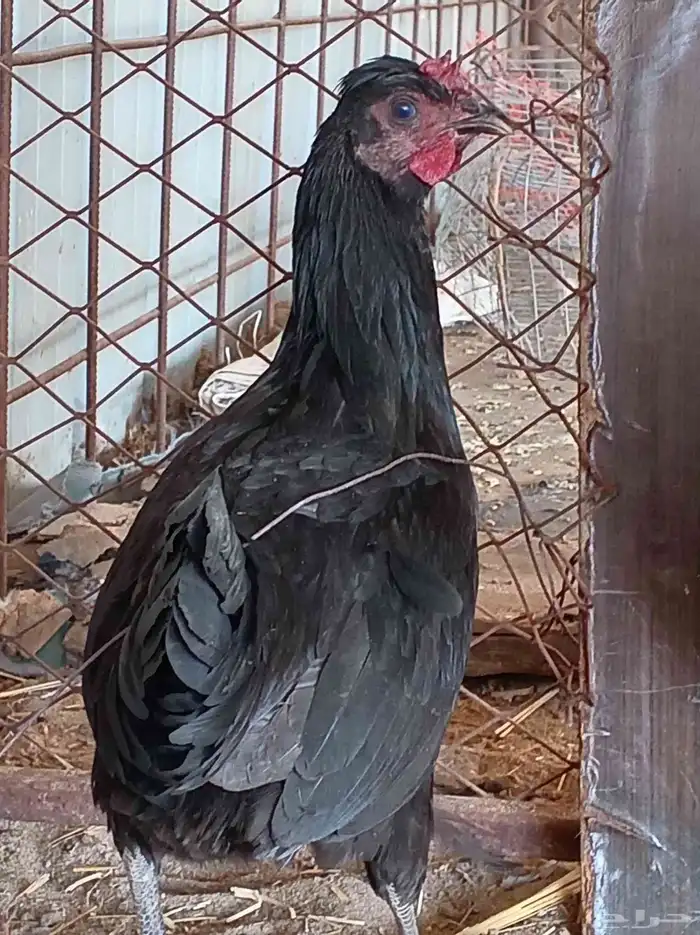 دجاجه بلدي 0