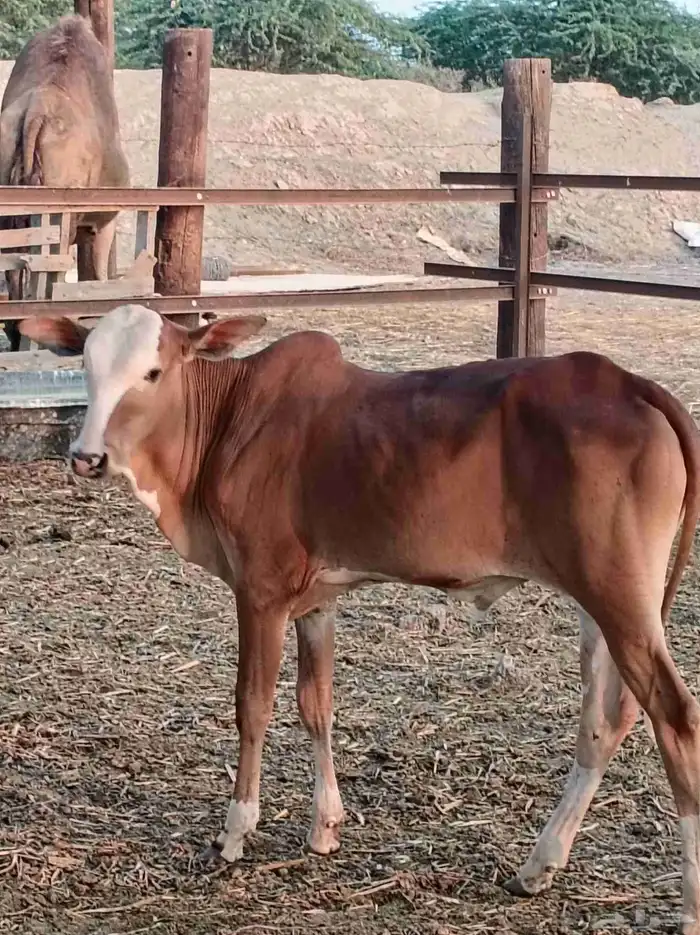 حسيل بلدي لباني 0