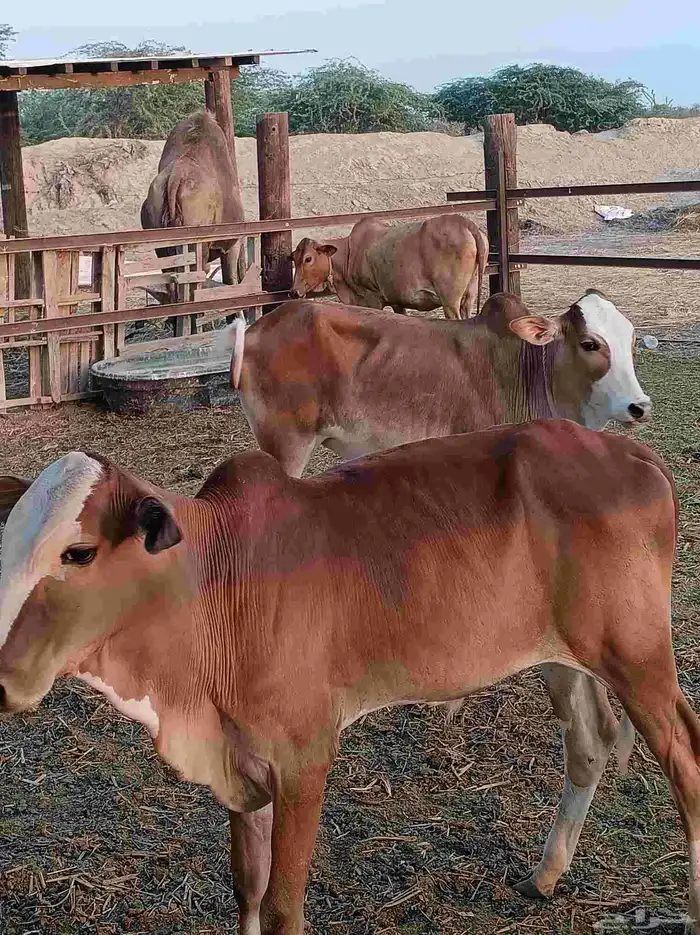 حسيل بلدي لباني 1