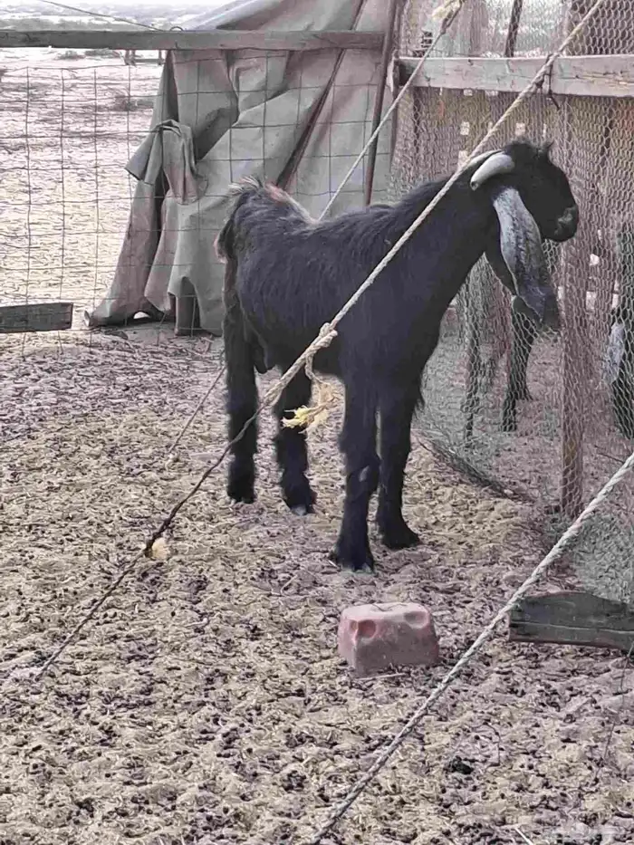 تيس فحل عارضي ثني صنف الصنف جرم ومد وتوم 3 3