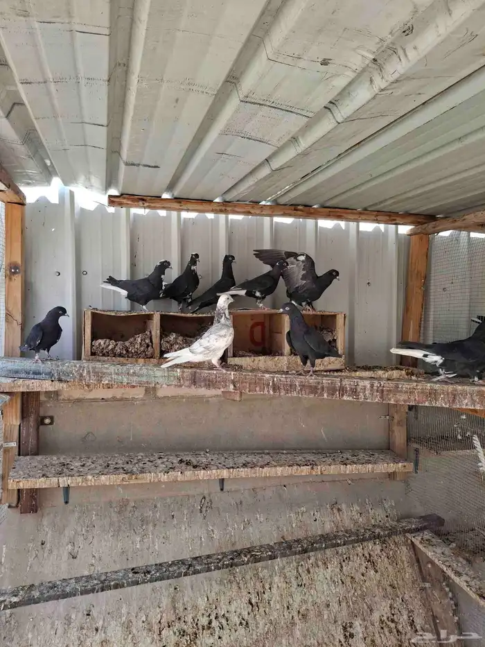 حمام قطيفي 5