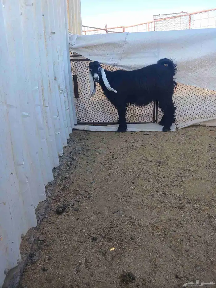 جفرة ثلاجه 1