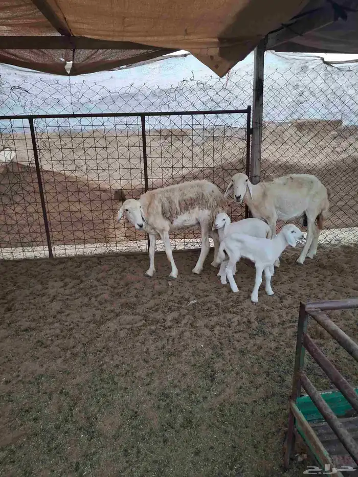 رخال حريات حرش صنف والد تحتها رخال 4