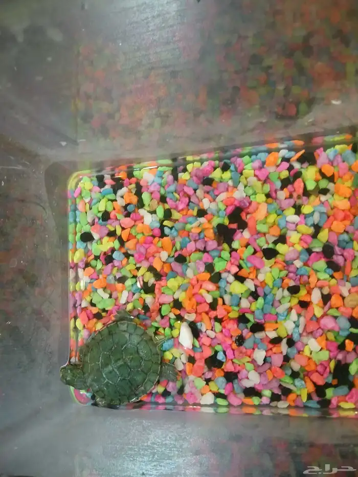 سلحفاة   برمائية 0