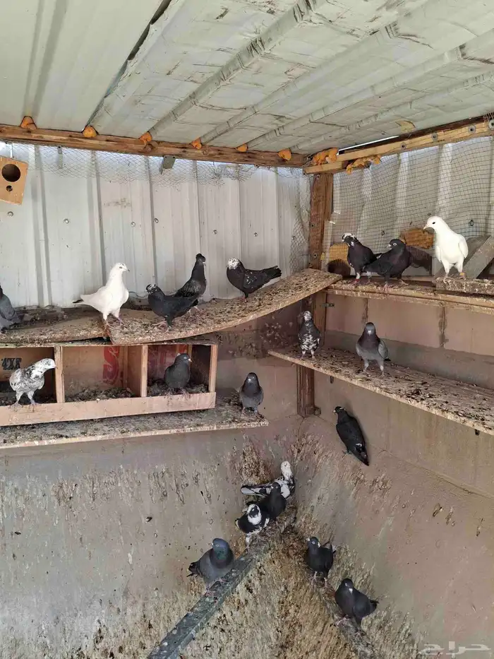 حمام قطيفي 1