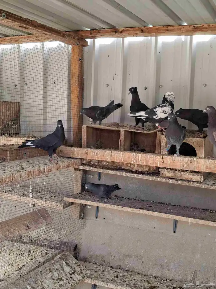 حمام قطيفي 4