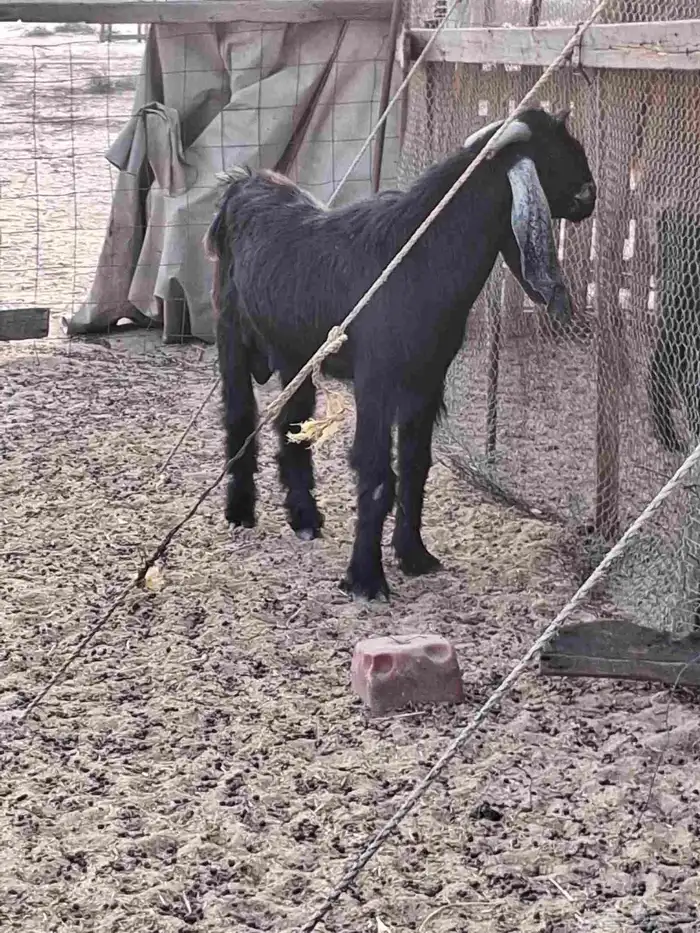 تيس فحل عارضي ثني صنف الصنف جرم ومد وتوم 3 5