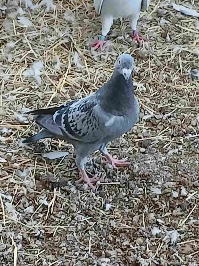 حمام طبات زاجل سباق 3