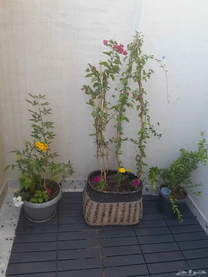 تنسيق حدائق 4