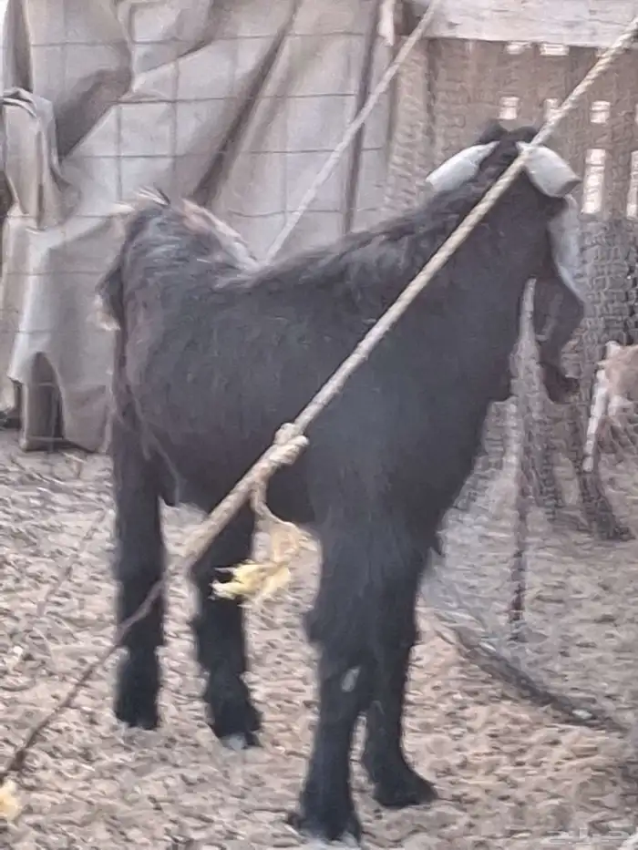 تيس فحل عارضي ثني صنف الصنف جرم ومد وتوم 3 0