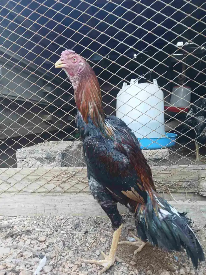 ديك شامو ياباني 0