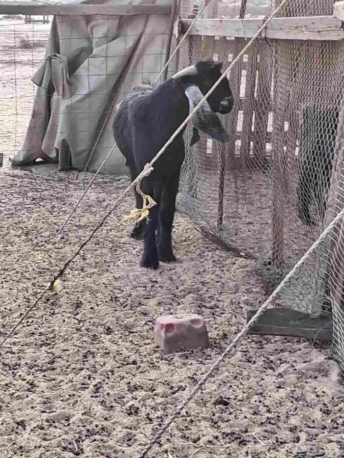 تيس فحل عارضي ثني صنف الصنف جرم ومد وتوم 3 6