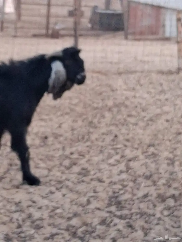 تيس فحل عارضي ثني صنف الصنف جرم ومد وتوم 3 8