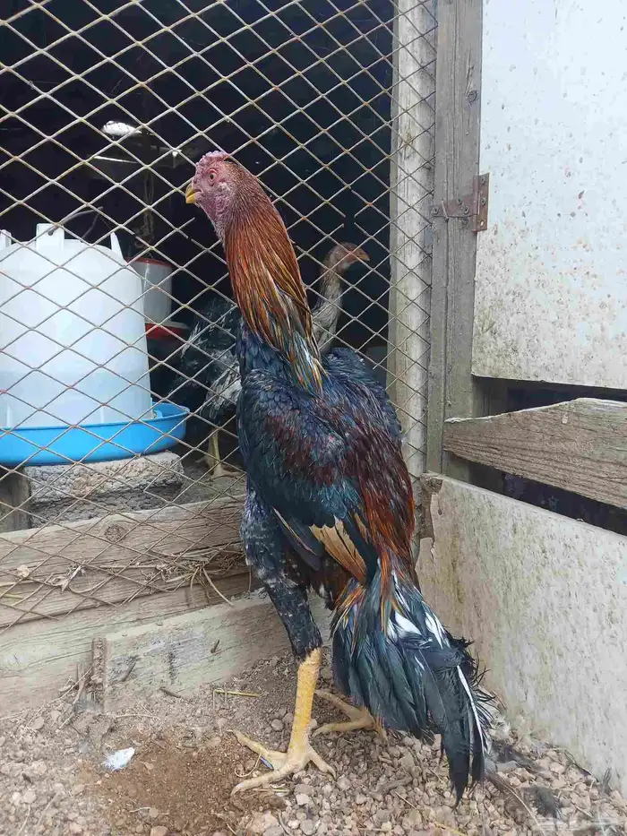 ديك شامو ياباني 1