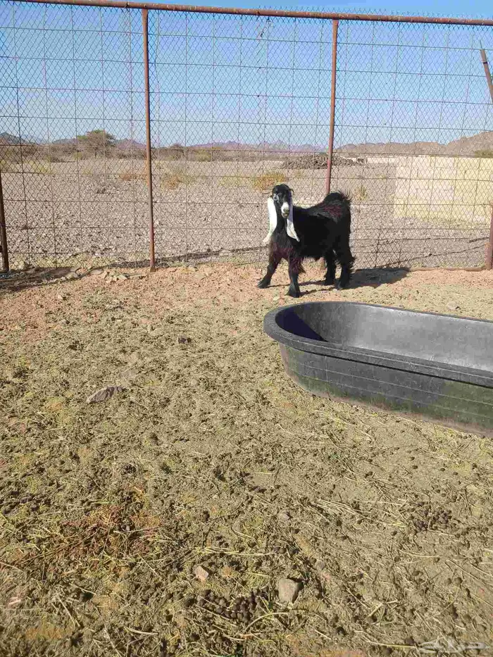 جفرة ثلاجه 0