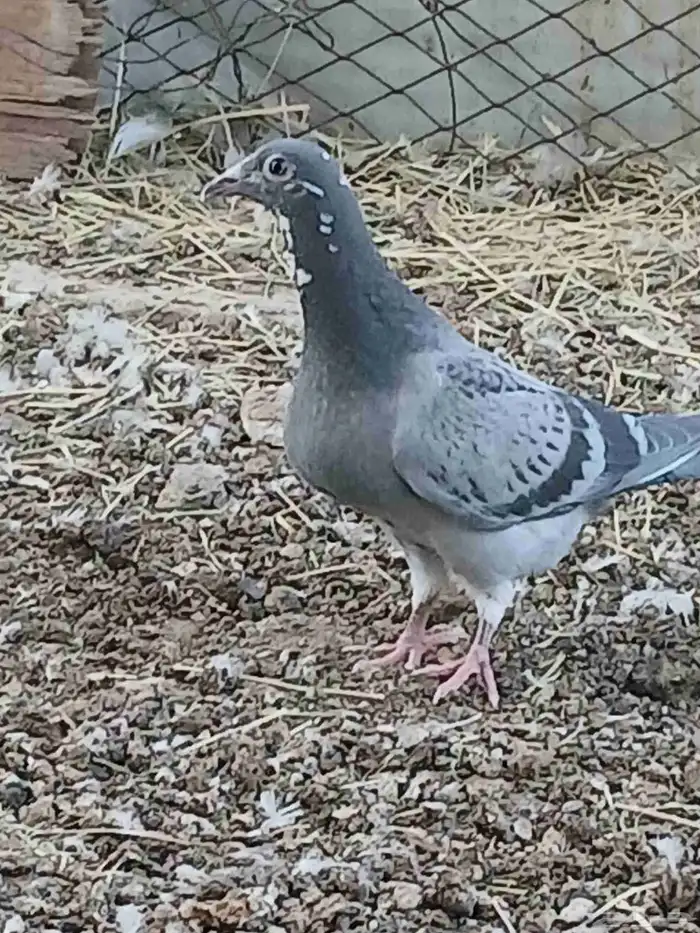 حمام طبات زاجل سباق 0