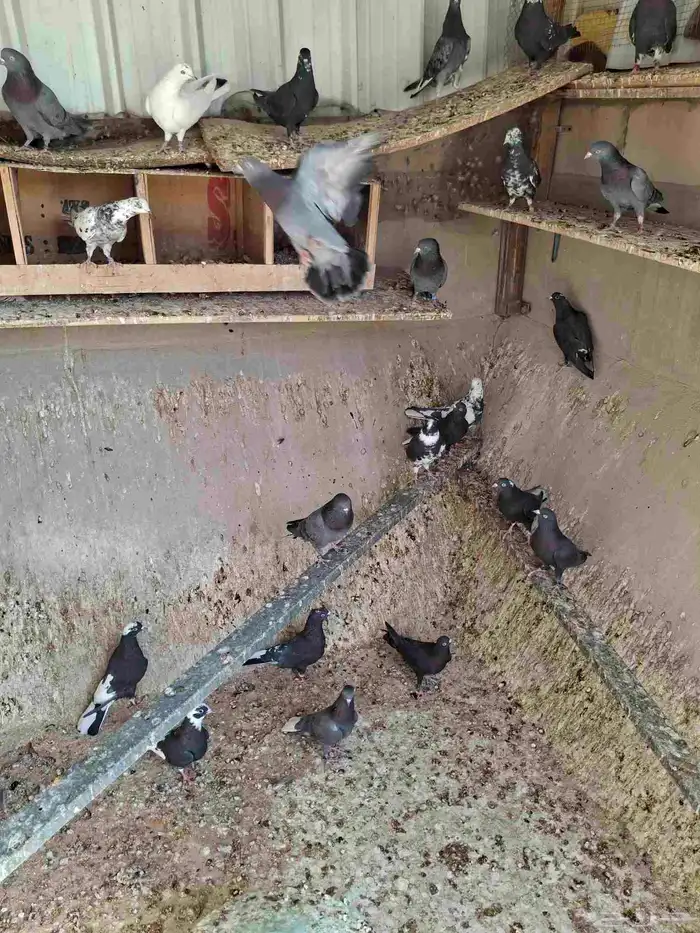 حمام قطيفي 0