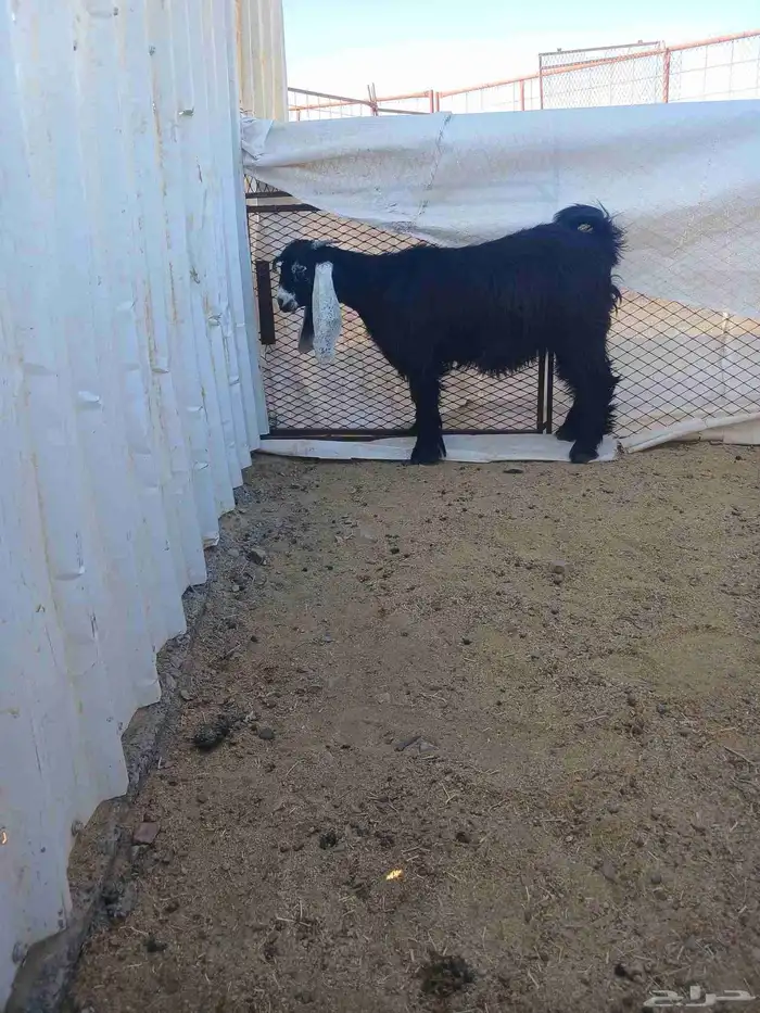 جفرة ثلاجه 2