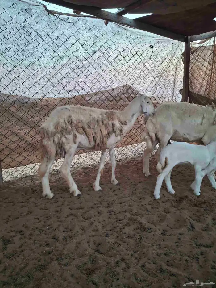 رخال حريات حرش صنف والد تحتها رخال 2