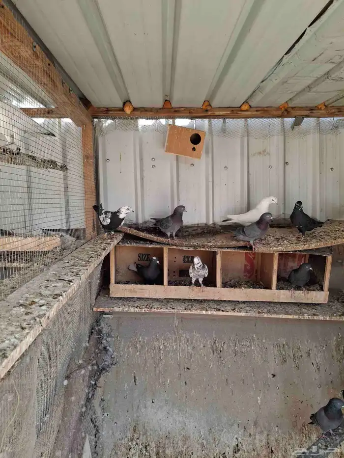 حمام قطيفي 2