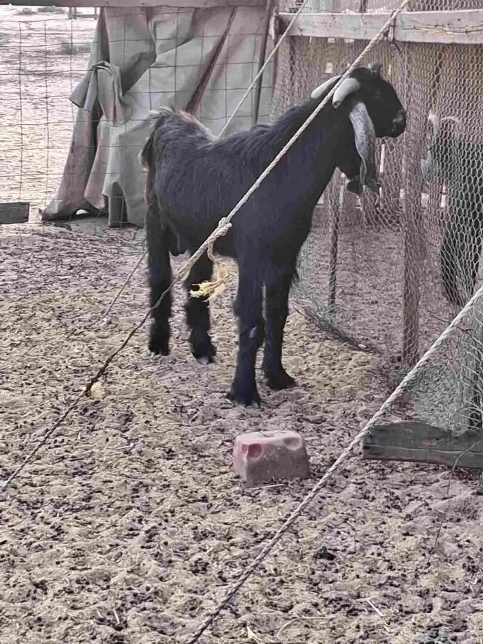 تيس فحل عارضي ثني صنف الصنف جرم ومد وتوم 3 2