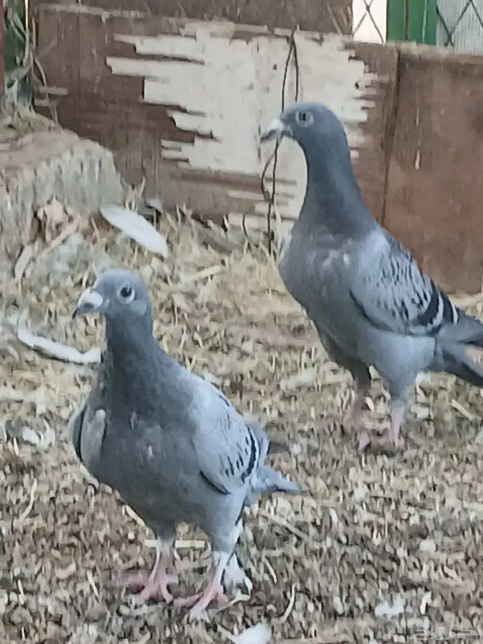 حمام طبات زاجل سباق 1