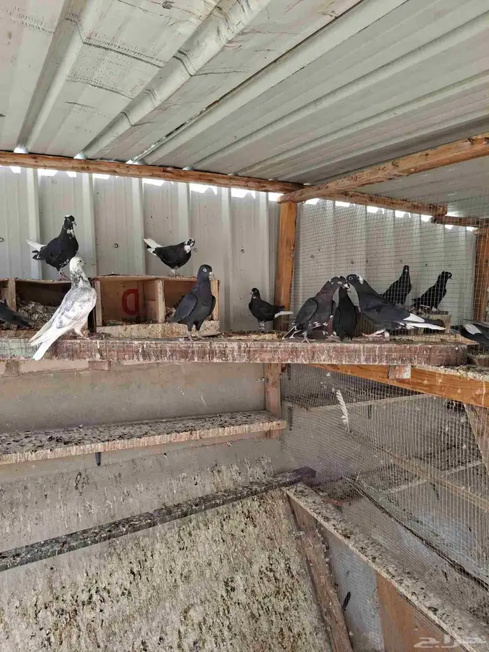 حمام قطيفي 6