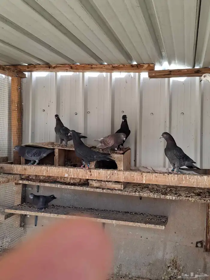 حمام قطيفي 3