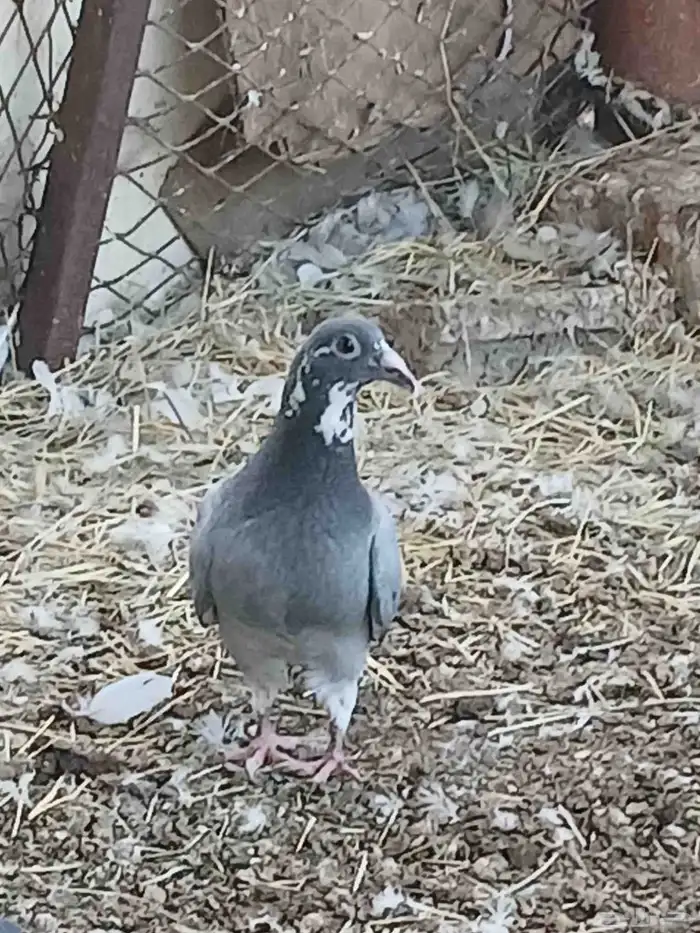 حمام طبات زاجل سباق 2