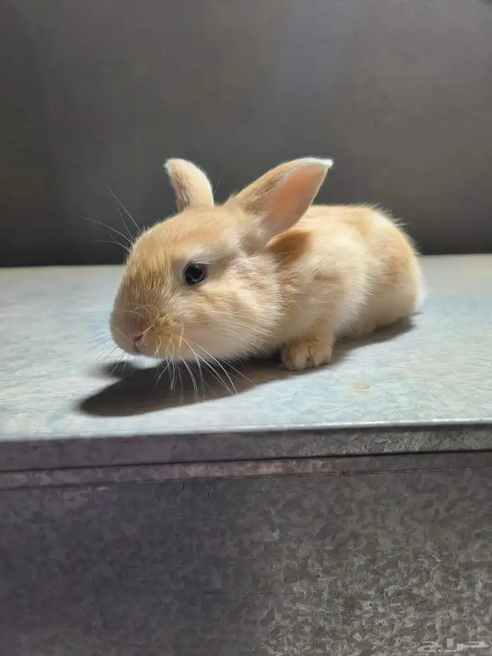 ارانب للبيع على السوم 1