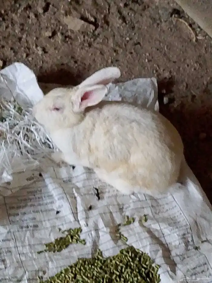 ارنب فرنسي وايطالي البيع 2