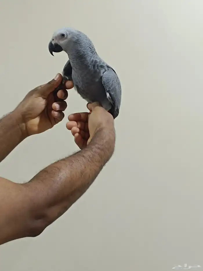 كاسكو فرخ من6 7شهور 0