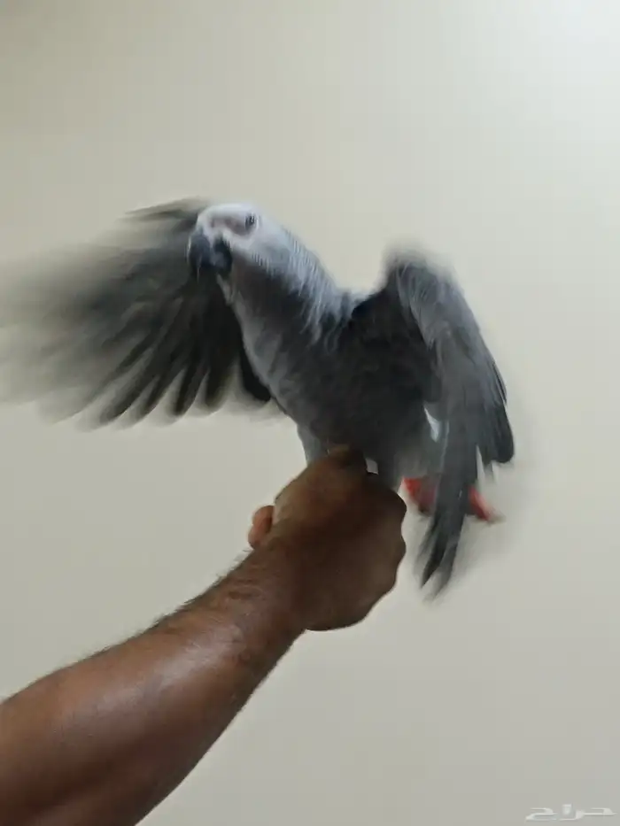 كاسكو فرخ من6 7شهور 3