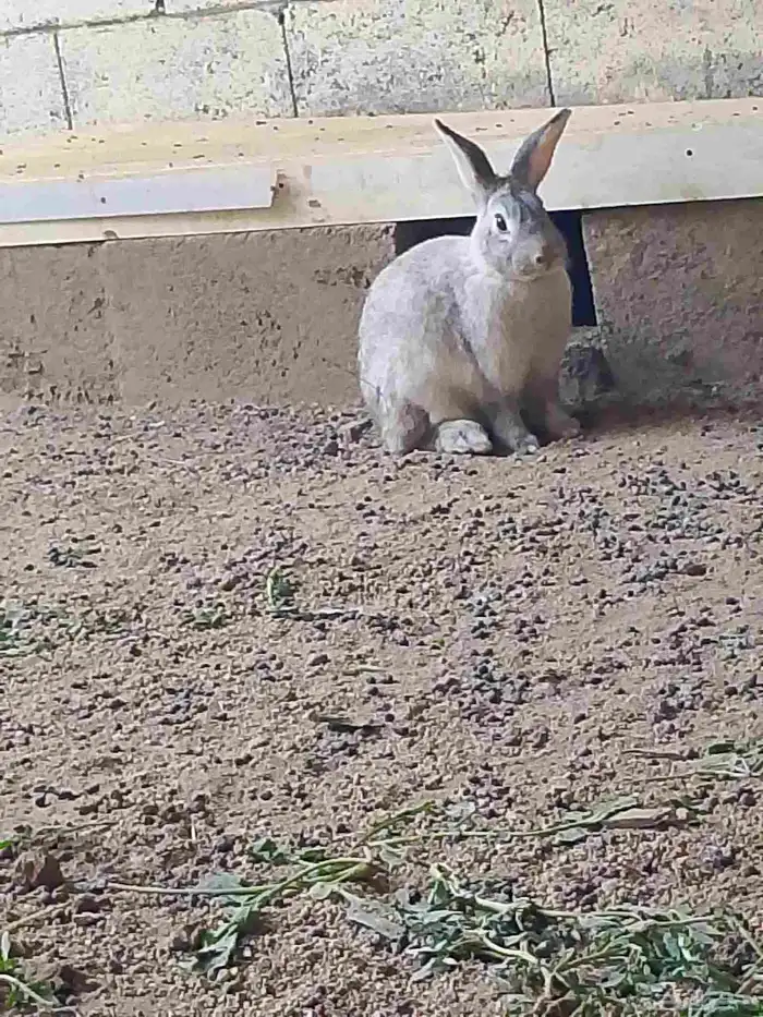 ارنب فرنسي وايطالي البيع 0