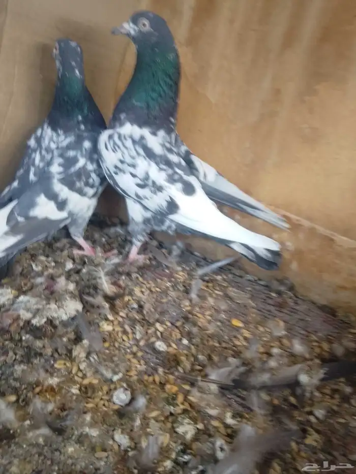 طيور باكستاني اخوان 3