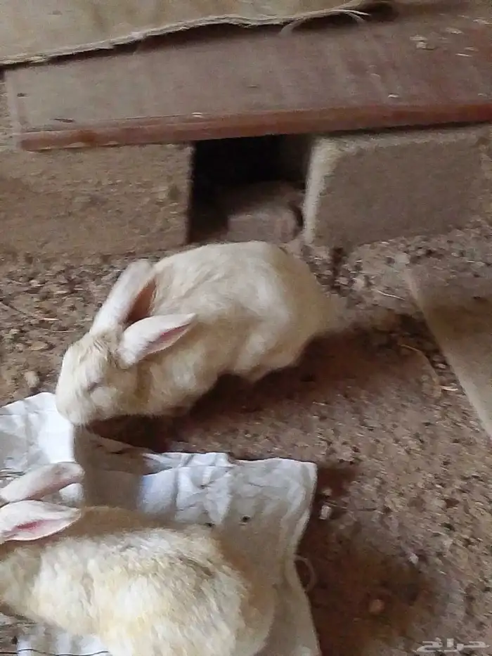 ارنب فرنسي وايطالي البيع 3