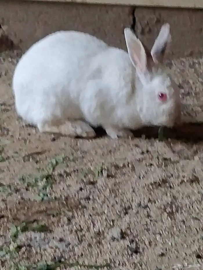 ارنب فرنسي وايطالي البيع 1