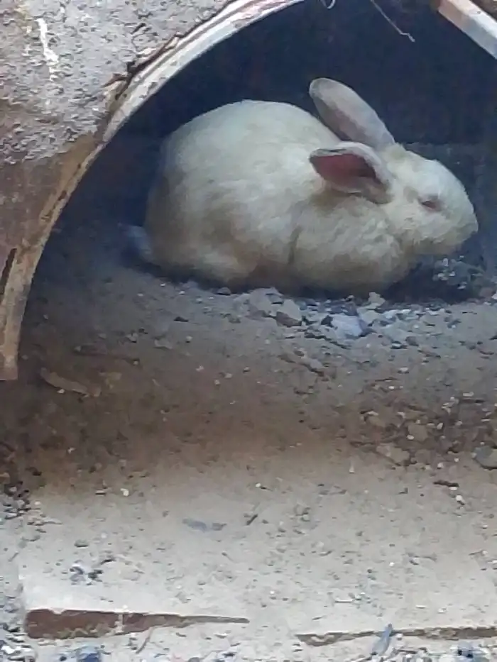 ارنب فرنسي وايطالي البيع 4