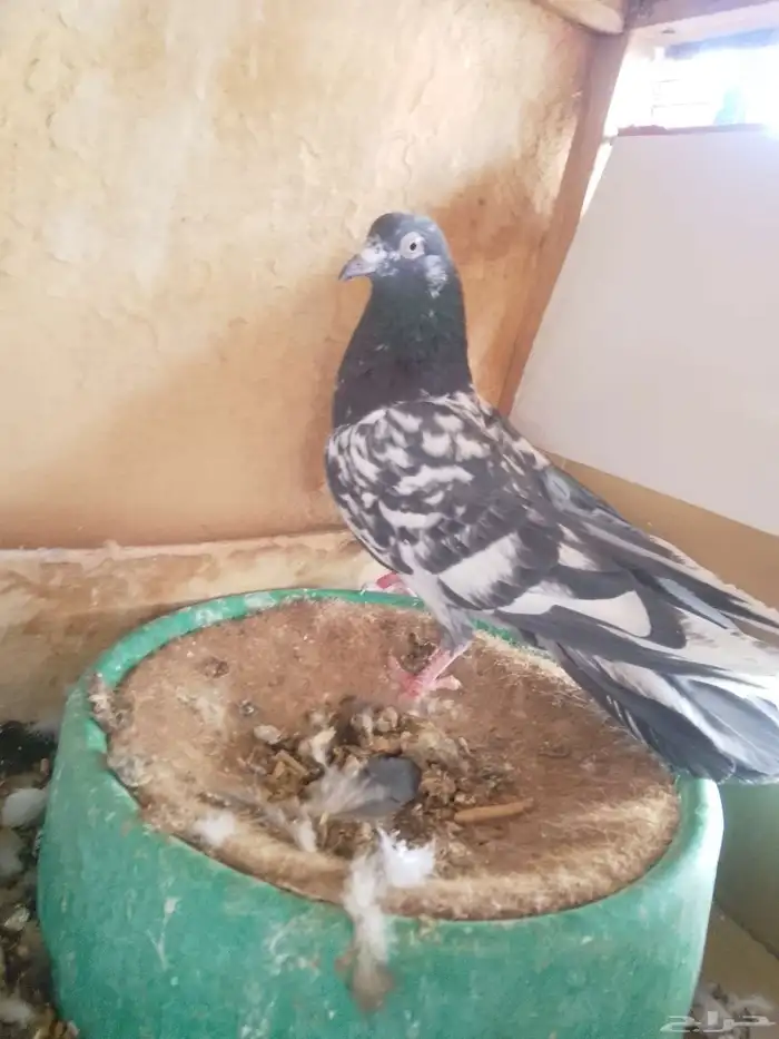 طيور باكستاني اخوان 2