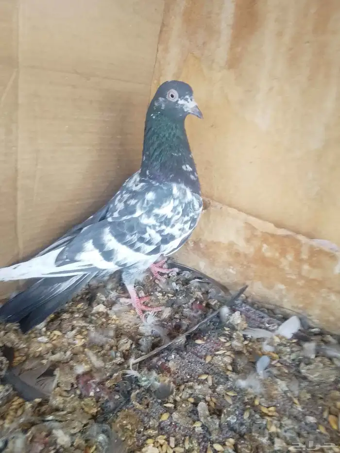 طيور باكستاني اخوان 1