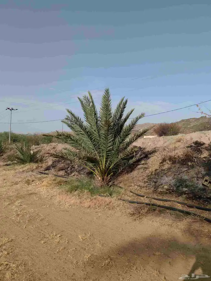 نخل للبيع ومن اجود انواع النخيل 0