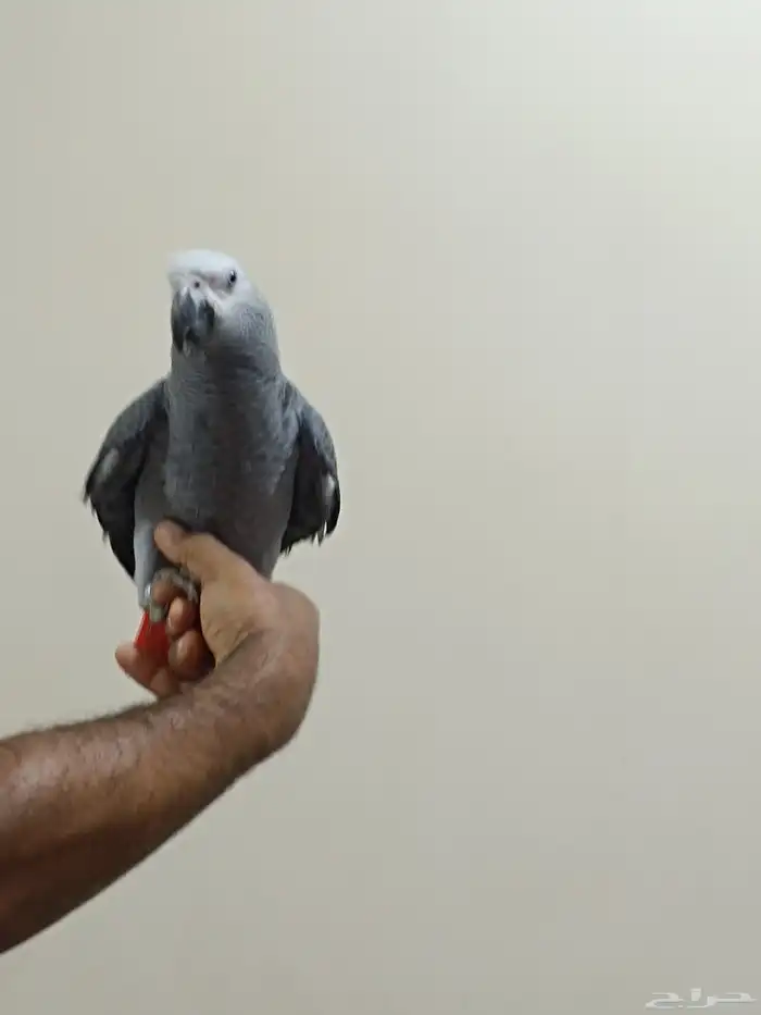 كاسكو فرخ من6 7شهور 1