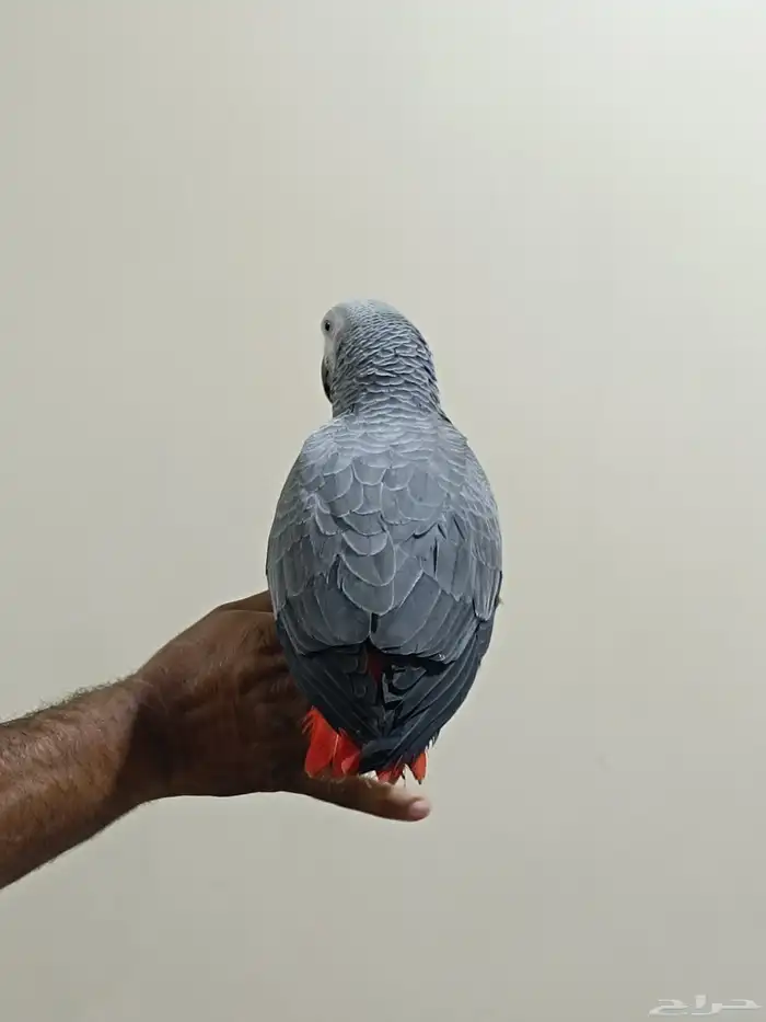 فرخ كاسكو عمر 6 7شهور 2