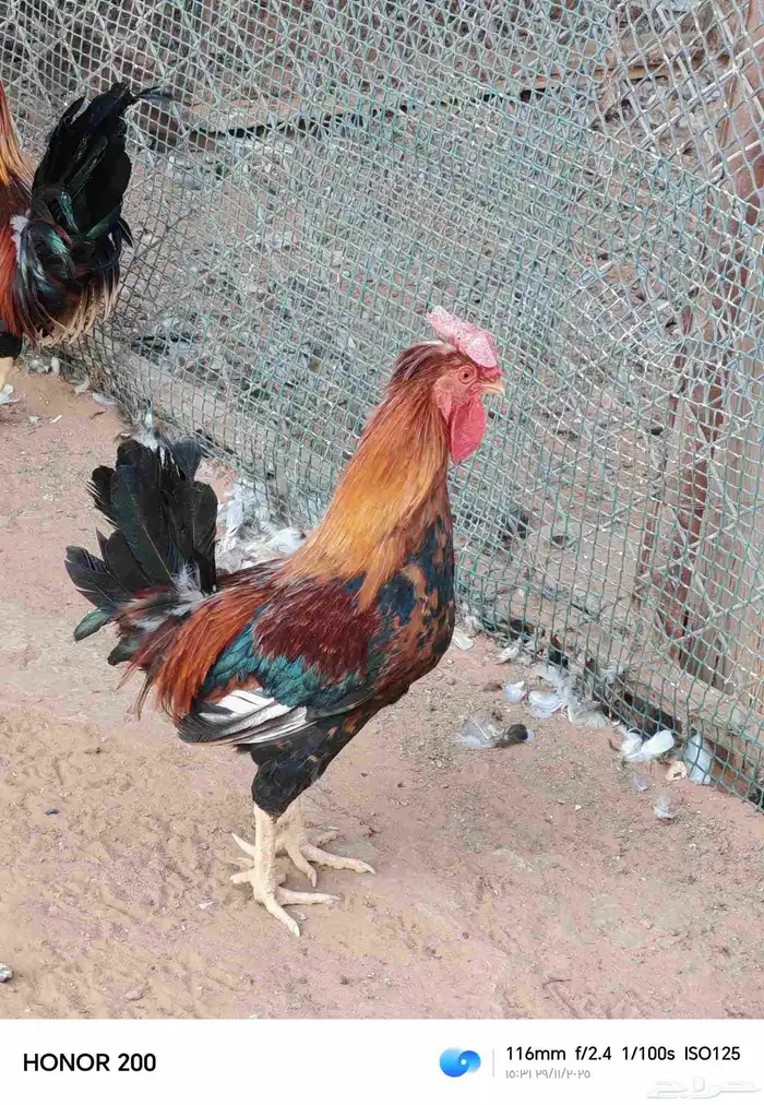 ديك بلدي الون أحمر عربي قديم 0